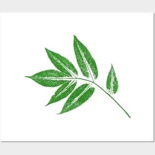 Ash Leaf Posters and Art